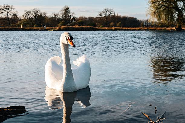 istock Graceful swan on a serene lake 2216662654