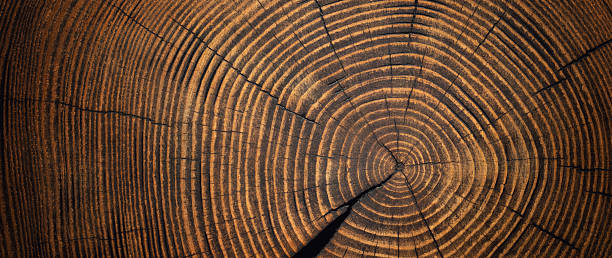 istock annual rings on a sawn trunk, old tree stump background. wood texture 2216663626