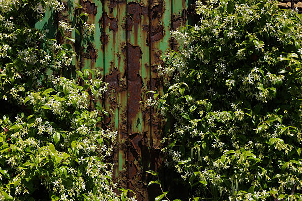 A close-up view of a weathered green metal surface with heavy rust textures, partially covered by blooming white jasmine vines. The contrast between industrial decay and flourishing nature evokes themes of resilience, time, and environmental reclamation. This richly textured scene blends urban decay with organic beauty, creating a poetic juxtaposition of life and corrosion.