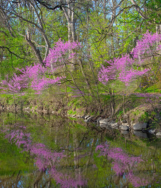 istock Redbud Trees reflected in a small creek-Howard County, Indiana 2216664881