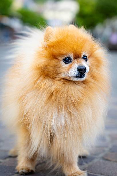 istock Fluffy Pomeranian on cobblestone street 2216664960
