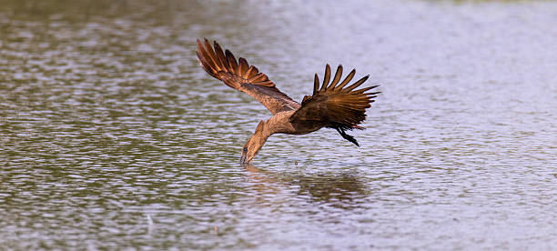 istock The hamerkop (Scopus umbretta)flying over water finding frogs 2216664980