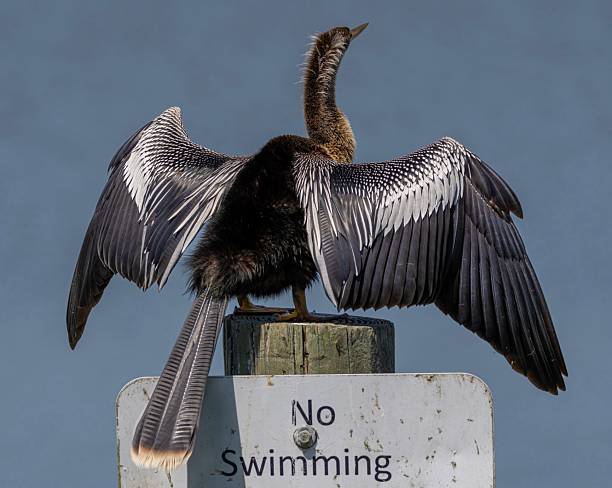 istock An Anhinga dramatically spreads its wings to dry while perched atop a weathered 