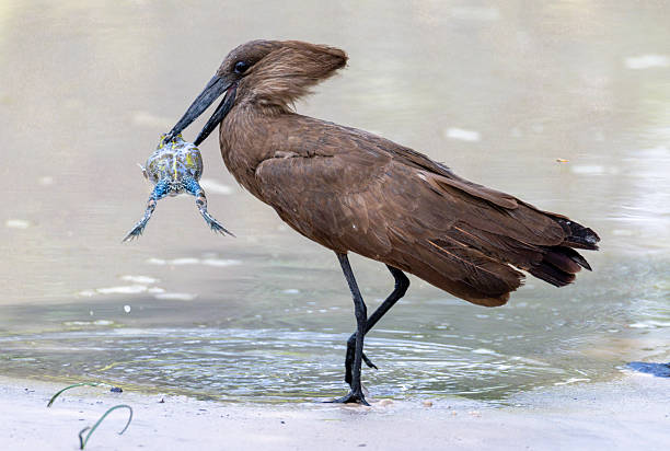 The hamerkop (Scopus umbretta) is a medium-sized bird. It is the only living species in the genus Scopus and the family Scopidae. Hunting frog