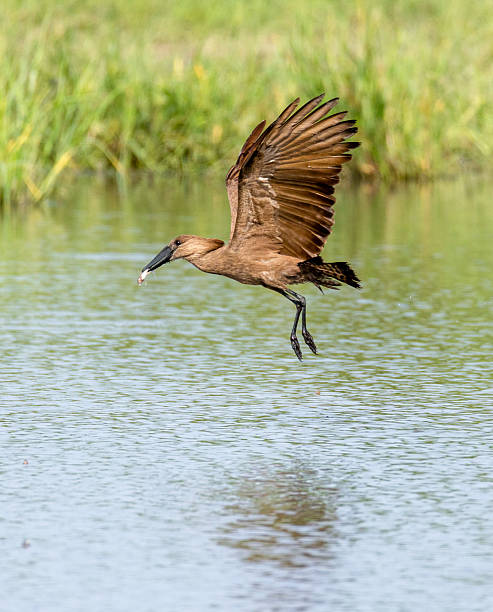 istock The hamerkop (Scopus umbretta)flying over water finding frogs 2216665048