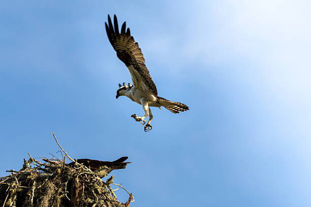 istock An osprey is captured mid-flight, clutching a small fish in its talons, with a nest and another osprey visible below against a bright blue sky. 2216665228