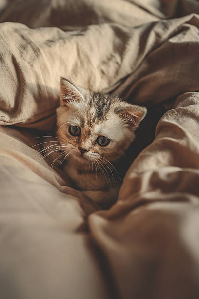 istock Close-up of a fluffy kitten with blue eyes lying inside a soft beige blanket, illuminated by warm sunlight, creating a calm and comforting atmosphere 2216670740