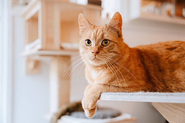 Ginger cat lies comfortably on a wooden cat tree shelf, looking straight ahead in a cozy indoor room