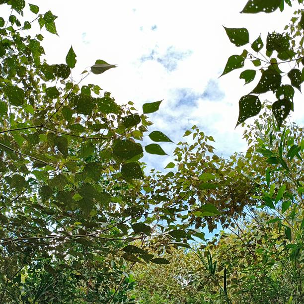 Fresh green beech leaves with a lot of copy space.