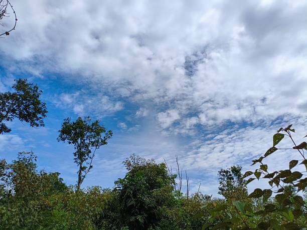 istock green leaves against blue sky 2216671715