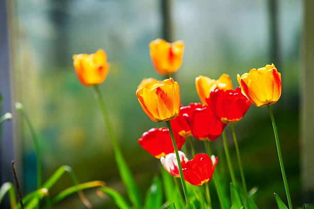 Bright blooming yellow and red tulips on a blurred background. Selective focus.