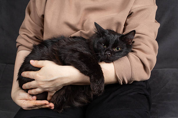 istock Black cat in female hands 2216672096