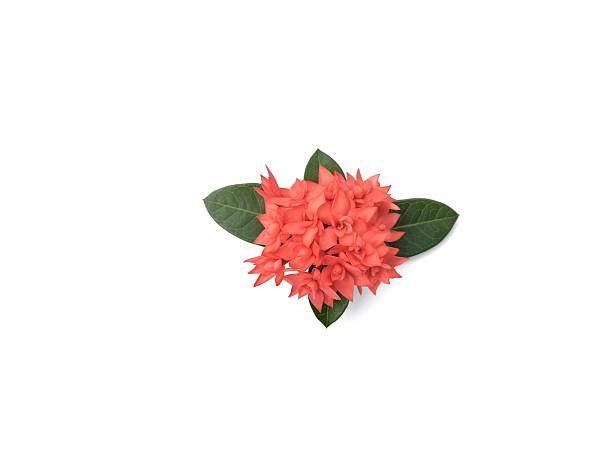 istock Red Asoca flowers isolated on white background 2216672392