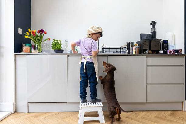 A wide shot of an adorable young boy dressed as a chef standing on a step stool at the kitchen counter, washing dishes at the sink. A curious dachshund looks up at him as he stands against the counter on two legs. A bright, modern kitchen with flowers and herbs in the background completes the wholesome home scene.\n\nVideos are available similar to this scenario.