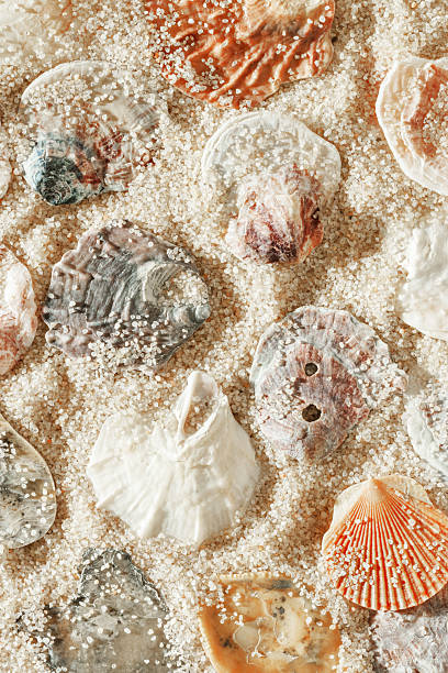 istock Collection of seashells scattered on fine sand, minimal nature pattern at soft sunlight, natural oceanic and summer textures, beach mood and sea style background, summer relaxation, harmony 2216674029