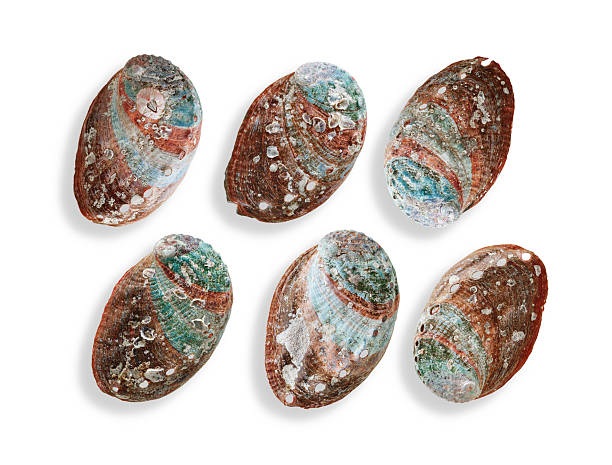 istock Set of Shells of abalone with natural texture, close up seashells on white background, beautiful textured surface of mollusks, blue green brown colored Haliotis, top view, sea and oceanic nature 2216674035