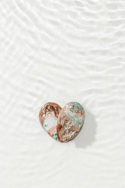 istock Seashells as heart shape in white water with soft ripples light background. Love concept, minimal style aesthetic valentines day poster or phone wallpapers, creative top view lifestyle nautical photo 2216674061
