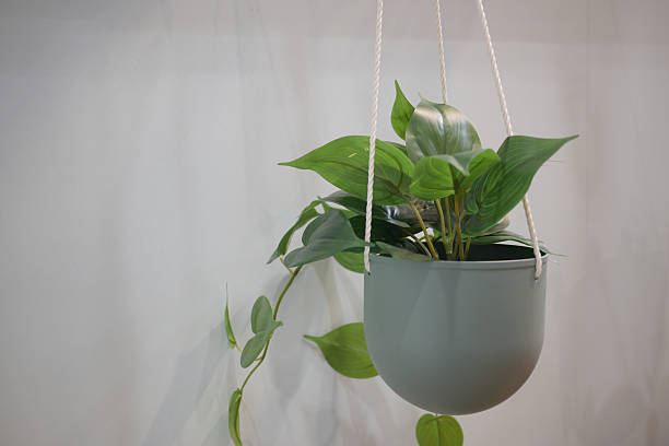 istock Green hanging plant in a modern pot against a simple backdrop 2216675263