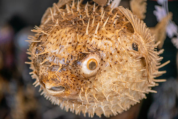 istock Ornamental Pufferfish in Detailed Display 2216677386