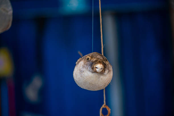 Close-up view of a White-spotted puffer (Arothron hispidus) arothron meleagris