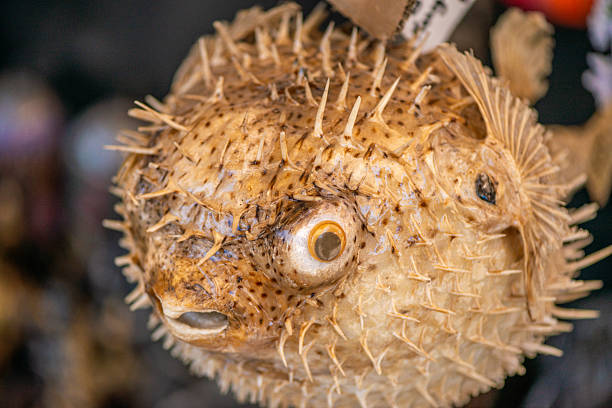 istock Ornamental Pufferfish in Detailed Display 2216677421