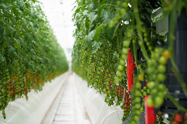 Greenhouse strawberry cultivation in Japan. Strawberry picking experience .  strawberry hanging from the tree