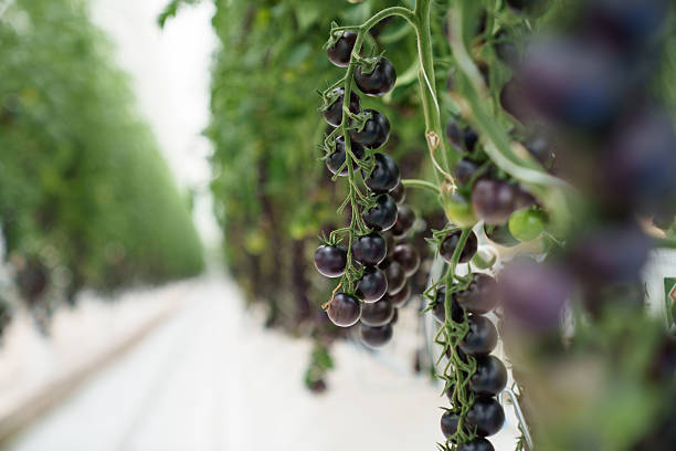 Cherry tomatoes