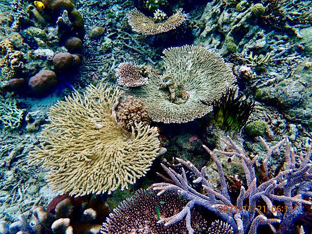 istock 2023_Shelf Coral Purple Staghorn 2216679657