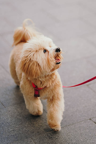 istock Cute, cheerful, ginger Cavapoo or Cockapoo running barking down the street. A hybrid breed of Cocker Spaniel and Poodle. 2216679812