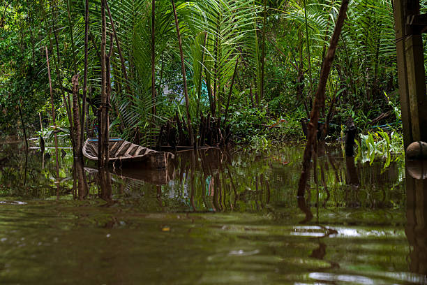 istock A wooden Boat in Mangrove Forest 2216680268