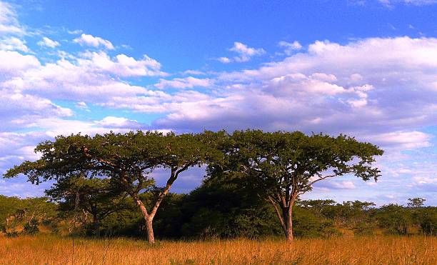 A peaceful savanna scene featuring acacia trees standing under a bright blue sky with scattered clouds, evoking a calming and natural ambiance characteristic of South African wilderness.