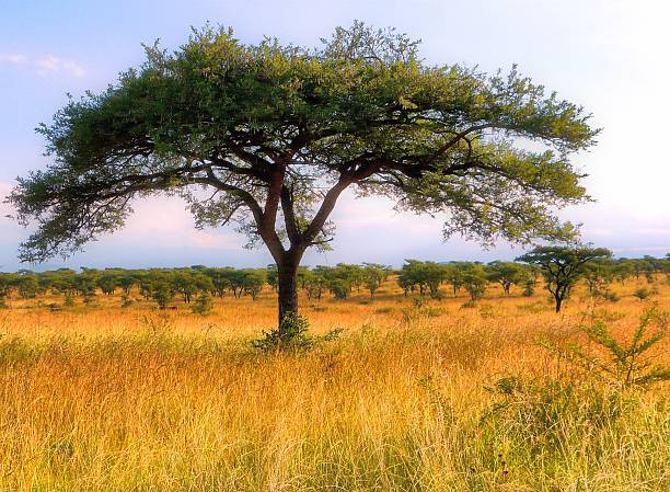 A peaceful savanna scene featuring acacia trees standing under a bright blue sky with scattered clouds, evoking a calming and natural ambiance characteristic of South African wilderness.