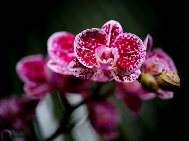istock Orchid blooms showcase vibrant colors and intricate patterns in tropical garden setting 2216680980