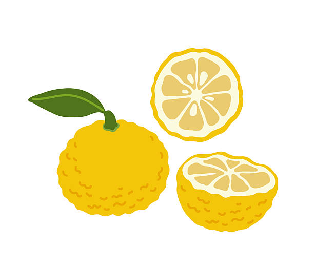 210+ Yuzu Icon Stock Illustrations, Royalty-Free Vector Graphics