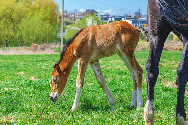 Small foal and mare on spring pasture. Foal graze on green grass. Blurred cityscape, blue sky