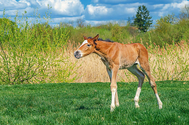 Small newborn foal walks on green grassy meadow against cloudy natural landscape. Side view