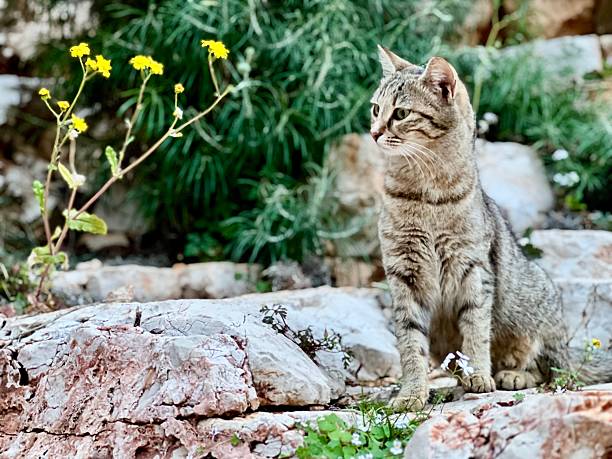 A tabby cat sits among green vegetation and rocks in Turkey. Stray animals, cats of Turkey, wildlife in urban nature, feline behavior, peaceful moment, animal welfare, outdoor scene.