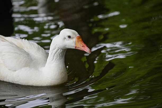 istock A Serene White Goose in the Water 2216686952
