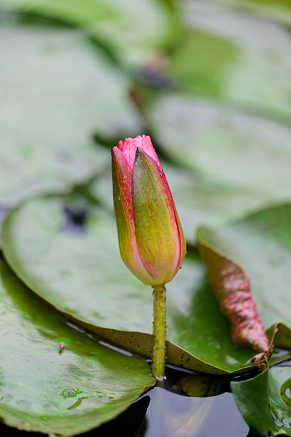 Lotus Bud in the Pond