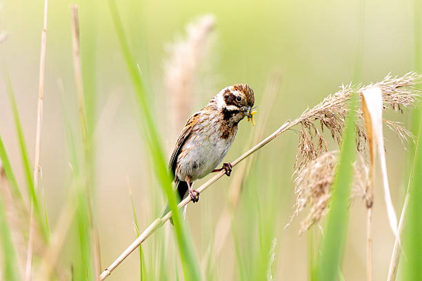 istock Female Reed Bunting Holds Insects In Beak For Chicks 2216688281