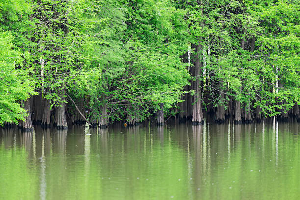 Green Forest by the Lake