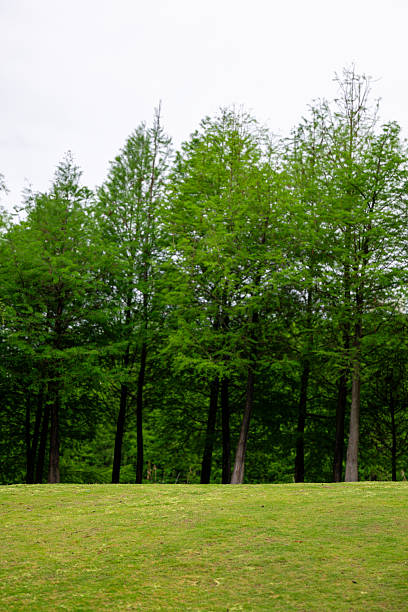 istock A Park with Lush Green Trees 2216688796
