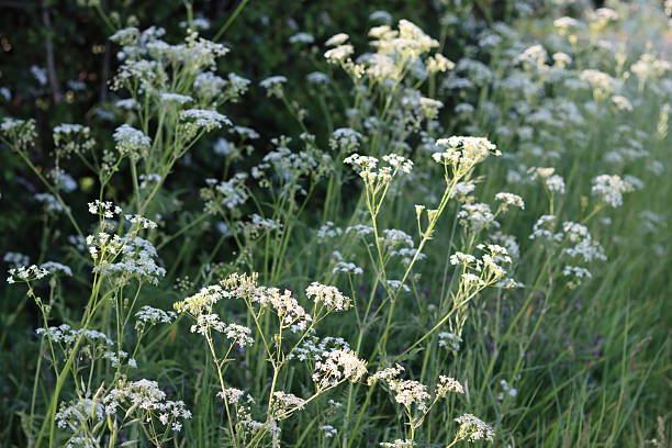 istock Cow parsley in a roadside verge 2216691581