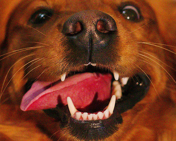 cute thai dog