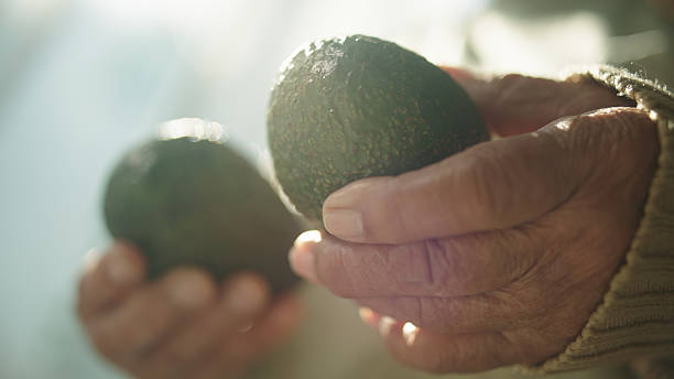 Close-up hand of elderly woman holding avocado.