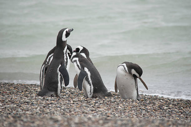 Magellanic penguin colony in Puerto Deseado