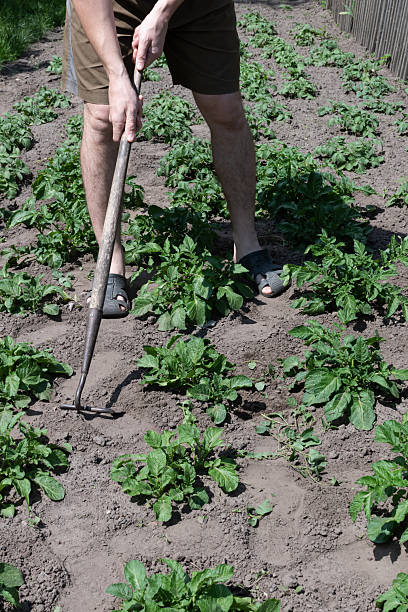 istock Gardener pull up weeds with a hoe in the potato plantation. 2216698853