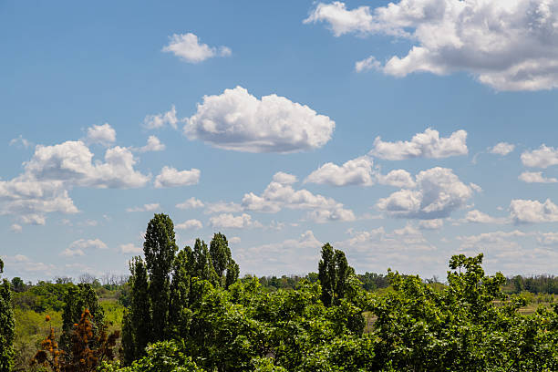 Clouds over a field with trees: Calm white clouds over a green field bring harmony to images of ecology or agriculture.