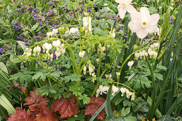 Keukenhof National Park. Netherlands. Blooming white bleeding hearts and daffodils in a lush spring garden, surrounded by fresh greenery and wildflowers