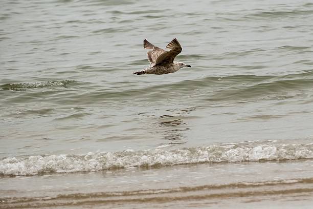 Juvenile seagull flying low over the small waves of a sandy beach
